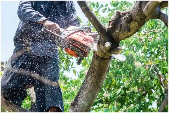 tree services Stagecoach